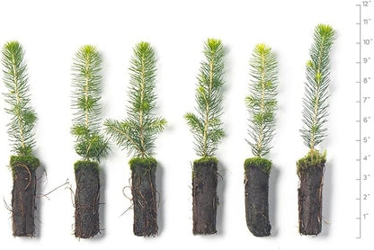 Norway Spruce Tree Seedlings | 6"-12" | Arbor Day Foundation (5-Pack)