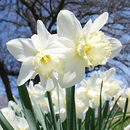 White Daffodil Flower Bulbs (Ice Follies) - 500 Bulbs per Pack - Deer Resistant - Good as Cut Flowers - Good for Indoor Forcing - Naturalizing - Perennializing