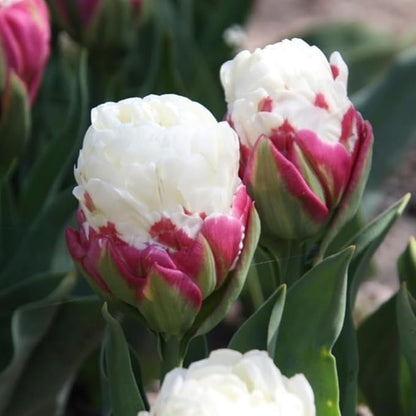 10 Tulip Bulbs for Fall Planting Bulk, Ice Cream Tulip Bulbs for Growing Indoors, Flower Bulb Spring Fall