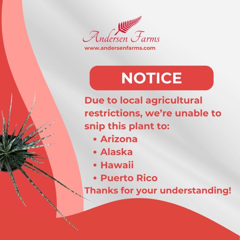 Sansevieria Fernwood Live Indoor/Outdoor Plant in Grower Pot 10"