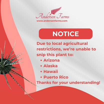 Sansevieria Fernwood Live Indoor/Outdoor Plant in Grower Pot 10"