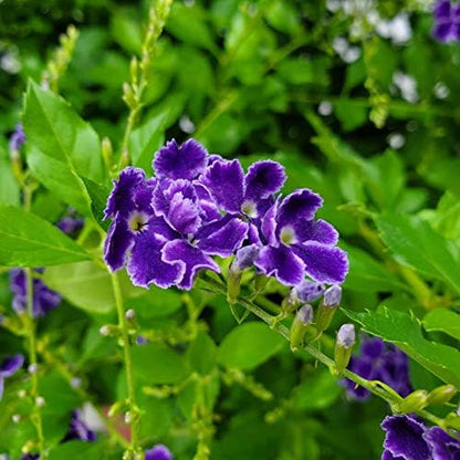 Tropical Plants of Florida - Duranta Sapphire Showers - Flowering Bush Plant - Overall Height 22" to 26" (Plant Only)