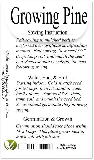Cedar, Dogwood, Pine, Redwood, Spruce, Tree Seed by MySeeds.Co, You Choose The Color n Quantity (1 Pack, Frankincense Pine - Big Pack)
