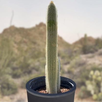 Cactus Outlet - Cactus Plants Live, Live Plants Outdoor & IndoorUse, Live Cactus, Silver Torch