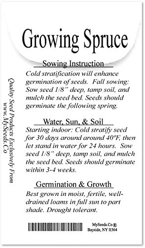 Cedar, Dogwood, Pine, Redwood, Spruce, Tree Seed by MySeeds.Co, You Choose The Color n Quantity (1 Pack, Blue Spruce - Big Pack)