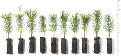Ponderosa Pine Live Tree Plug Seedlings | 6"-12" | Arbor Day Foundation - (Due to Agricultural Laws, Unavailable to AZ, CA, ID, ME, MT or UT) (10-Pack)