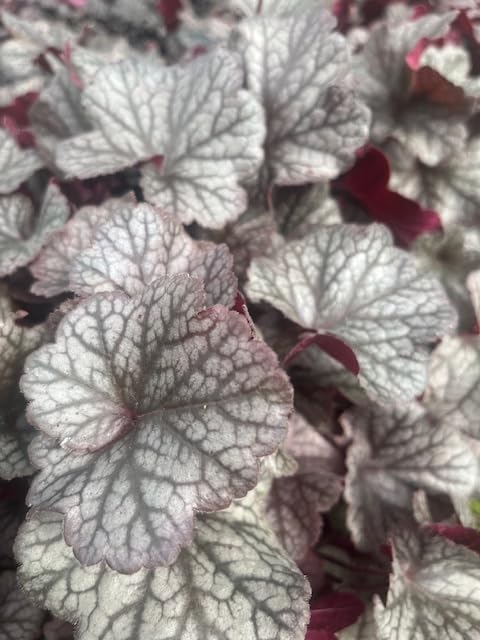 Northern Exposure™ Silver Heuchera - Coral Bells - Gallon Pot