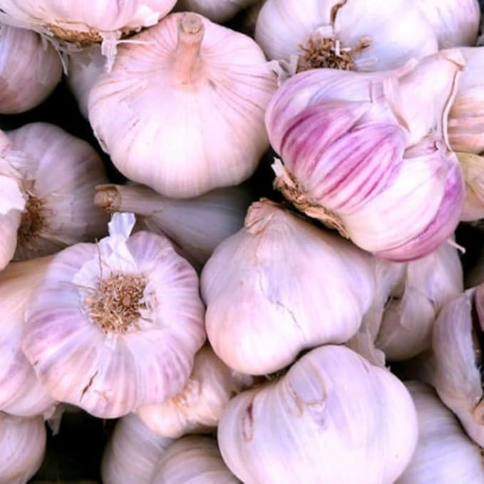 8 Garlic for Planting in Fall Hardneck, Purple Stripe Garlic Bulbs for Planting, Fresh and High Yield Bulb Variety Pack, Hardy and Fast Growing