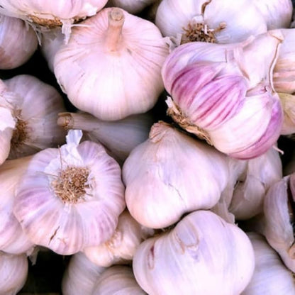 8 Garlic for Planting in Fall Hardneck, Purple Stripe Garlic Bulbs for Planting, Fresh and High Yield Bulb Variety Pack, Hardy and Fast Growing