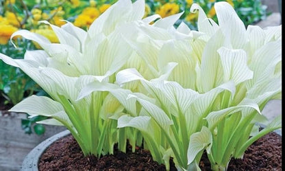 Amazing Deal - 24 Hosta Bare Roots Plants w/Planting Shovel - Mixed Heart-Shaped, Rich Green Foliage, Attracts Butterflies, Hummingbirds & Pollinators, Low Maintenance & Extremely Hardy - Zones 3–9