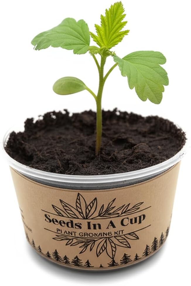 Seeds In A Cup- Crepe Myrtle Tree Grow Kit – Easy Seed Starter with Planter | Indoor & Outdoor Tree Growing Kit for Kids & Adults | Grow Real Crepe Myrtle from Seed