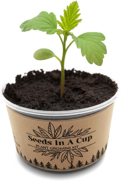 Seeds In A Cup- Crepe Myrtle Tree Grow Kit – Easy Seed Starter with Planter | Indoor & Outdoor Tree Growing Kit for Kids & Adults | Grow Real Crepe Myrtle from Seed