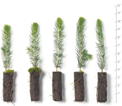 Colorado Blue Spruce Tree Plug Seedlings | 6"-12" | Arbor Day Foundation (5-Pack)