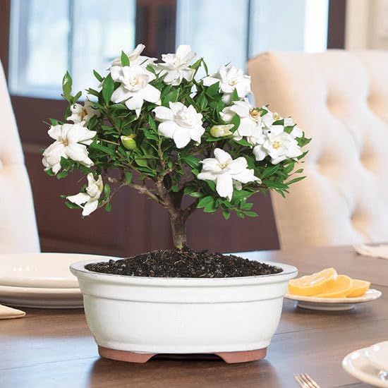 Gardenia Veitchii - Everblooming - Gardenia Jasminoides. Fragrant Evergreen Shrub with Glossy Foliage and Pure White Blooms, Perfect for Pots, Borders, or Gardens (2 Gardenia Veitchii Plants in Cup)