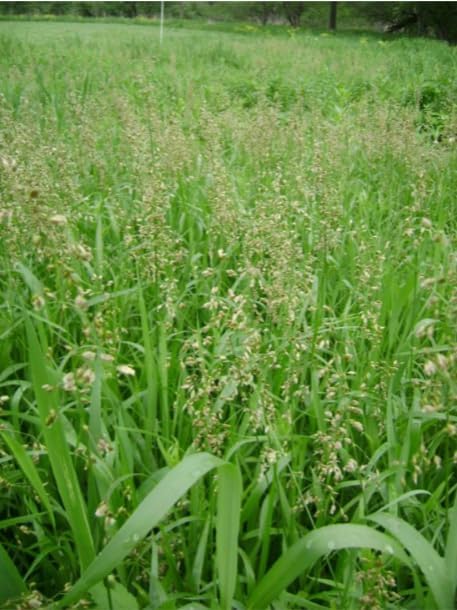 Organic Sweetgrass Live Plant 3" Pot - Vanilla Grass, Buffalo Grass - Native Herb for Smudging, Healing, Spiritual