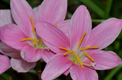 Zephyranthes Grandiflora Pink Rain Lily Bulbs for Planting - Perennial Lily Flowering Bulbs | Bloom Multiple Times - Easy to Grow (10 Pack)