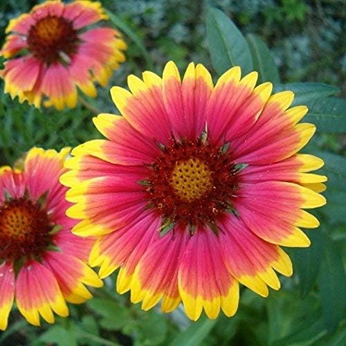 Non GMO Bulk Annual Gaillardia Blanket Flower Seed -Gaillardia pulchella (1 Lb)