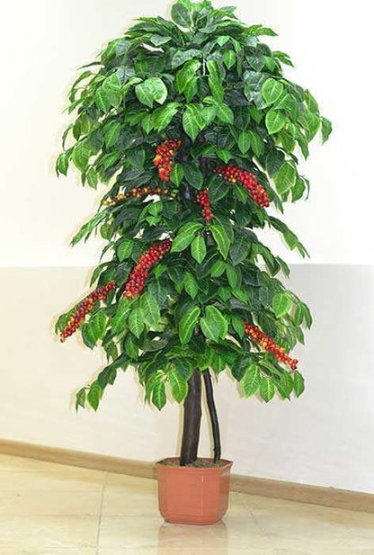 Arabian Coffee Tree Seeds – Coffea Arabica | Evergreen Perennial | Fragrant Blooms & Homegrown Coffee Beans