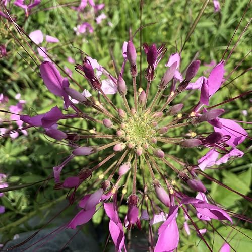 Spider Flower Seeds (Cleome hassleriana) 1000 Seeds (2 Grams)