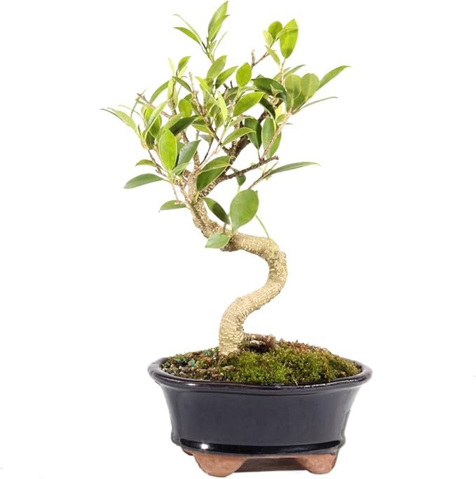 Brussel's Bonsai Live Golden Gate Ficus Indoor Bonsai Tree - Small, 4 Years, 5 to 8 In - Live Bonsai Tree in Ceramic Bonsai Pot