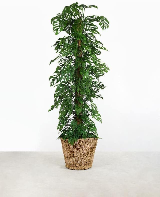 Gardenera Olive Tree Premium Potting Mix - Optimal Air, Moisture, and Nutrient Balance for Healthy Trees - 2 Quart