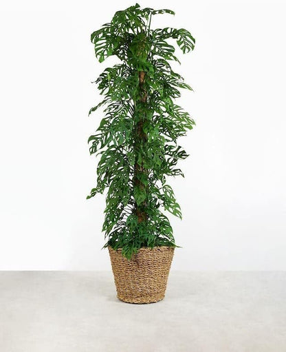 Gardenera Monstera Adansonii Planting Mix: Maximize Aeration, Drainage & Nutrient Holding Capacity - 5 Quart Bag