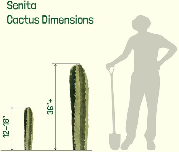 Cactus Outlet - Senita Live Cactus, Cactus Plants Live, Live Plants Indoor & Outdoor Use 12”-18”