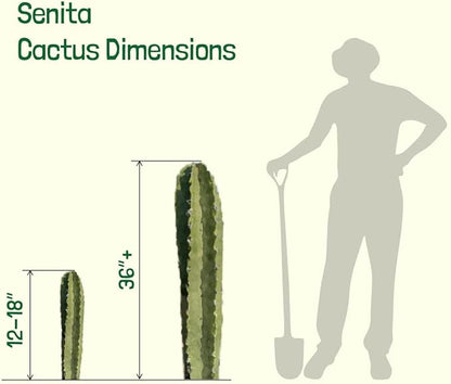 Cactus Outlet - Senita Live Cactus, Cactus Plants Live, Live Plants Indoor & Outdoor Use 36”+ - Large Live Cactus - Landscape Ready Large Cactus Plant Live Delivered Right to Your Door