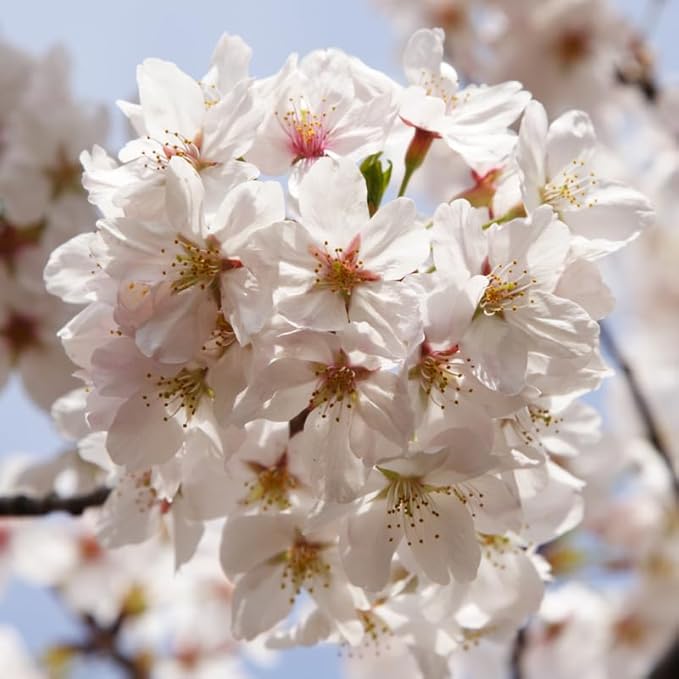 Live White Cherry Blossom Tree Plant, 8 to 12 Inch Tall Cherry Blossom Tree Live in Pot, Perennial Cherry Blossom Sapling, Cherry Blossom Tree Plant, Cherry Flower Tree Starter Plant