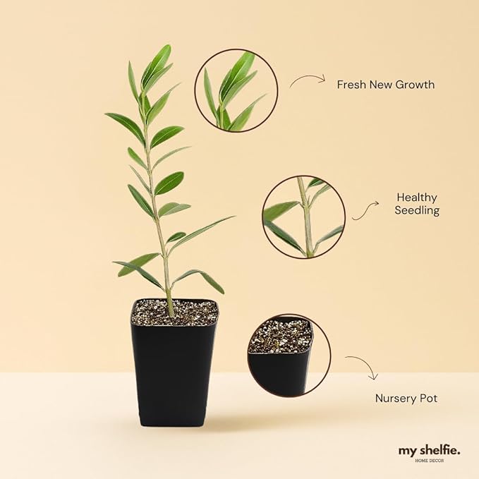 Dwarf Olive Tree Starter Plant, 2 Inch Pot, Indoor Outdoor Bonsai (5)