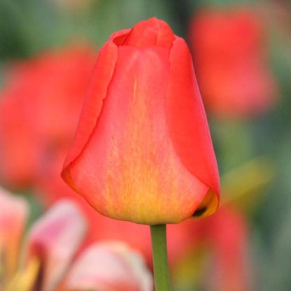 Orange Queen Darwin Hybrid Tulip Flower Bulbs - 10 Bulbs per Pack - Good as Cut Flowers - Easy to Grow Live Plants - Outdoor Flower Garden