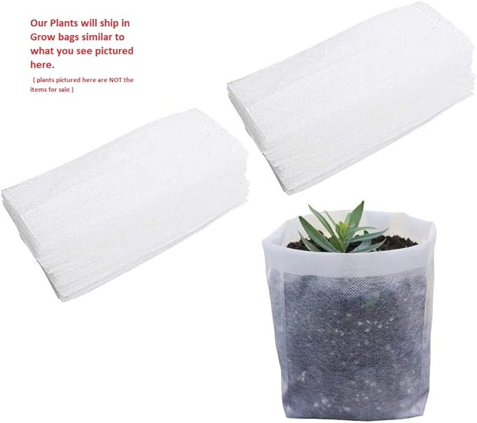 (4) - Sky Pencil Japanese Holly Trees - Live Plant - (1 QT) (4 Live Trees)