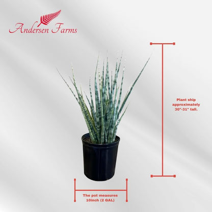 Sansevieria Fernwood Live Indoor/Outdoor Plant in Grower Pot 10"