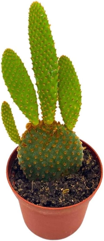 BubbleBlooms Copper Red Bunny Ears Cactus 2 inch Pot Opuntia Microdaisys