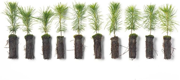 White Pine Live Tree Seedlings Plug | 6"-12" | Arbor Day Foundation - (Due to Agricultural Laws, Unavailable to AZ, CA, ID, ME, MT, OR or UT) (10-Pack)