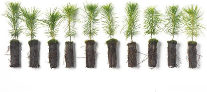 White Pine Live Tree Seedlings Plug | 6"-12" | Arbor Day Foundation - (Due to Agricultural Laws, Unavailable to AZ, CA, ID, ME, MT, OR or UT) (10-Pack)