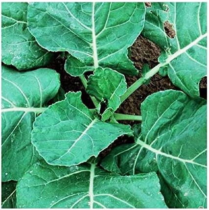 Georgia Southern Collard Seeds - Dark Blue-Green Cabbage-Like Delicious Leaves - Large Package