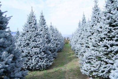 Hoopsii Colorado Blue Spruce - 2 Year Live Plant, Vibrant Blue Foliage, 3" Pot