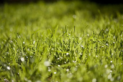 Pennington Signature Series Tall Fescue Blend Blue Tag 50 lb Grass Seed Partial Sun