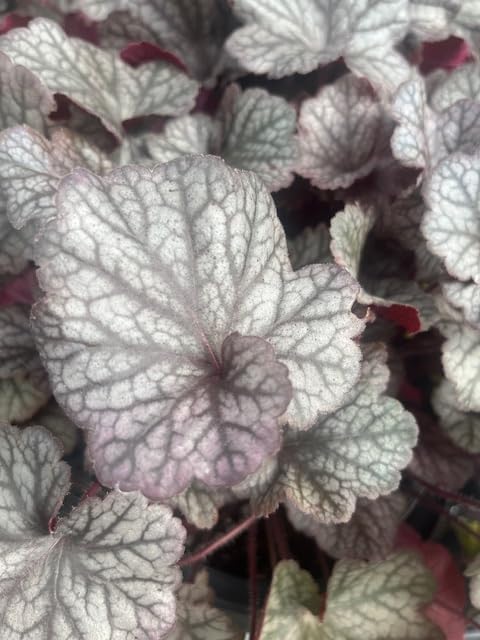 Northern Exposure™ Silver Heuchera - Coral Bells - Gallon Pot