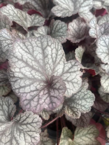 Northern Exposure™ Silver Heuchera - Coral Bells - Gallon Pot
