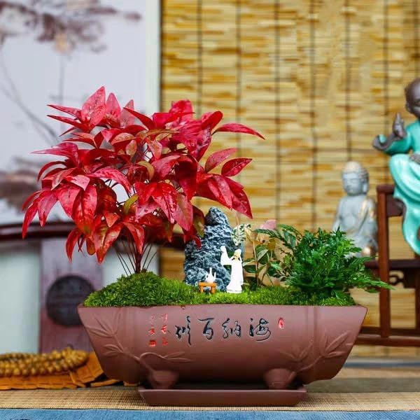 Nandina Gulf Stream - Nandina domestica. Compact Heavenly Bamboo | Year-Round Color | Low Maintenance Shrub | Drought Tolerant | Live Plant (2 Nandina Gulf Stream Cups)