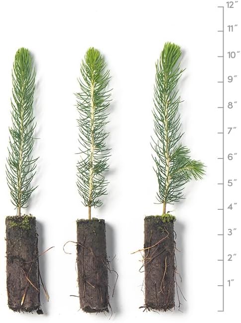 Colorado Blue Spruce Tree Plug Seedlings | 6"-12" | Arbor Day Foundation (3-Pack)