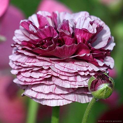 Easy to Grow Ranunculus Tecolote Picotee Mix 10 Plant Bulbs - Beautiful Bicolor Picotee Flowers in Spring, Full Sun Outdoor Zones 8-10 Mediterranean, Carlsbad Flower Fields