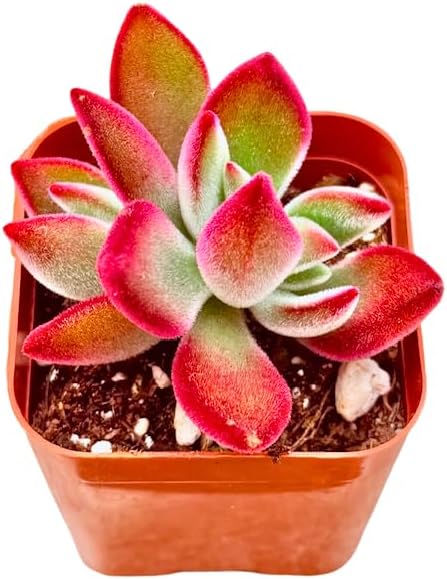 2" Echeveria Ruby Slippers Unique Succulents Plants Live, Live Starter Succulent Plants, Easy Care House Plants Rooted in Succulent Soil Mix, by The Succulent Cult