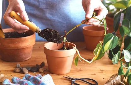 Gardenera Epipremnum Potting Mix - Unlock Robust Growth and Gorgeous Foliage with Our High-Performance Formula - 20 Quart