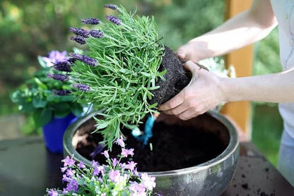 Gardenera Premium Lavender Potting Mix - Nourish Your Lavender Plants for Beautiful Blooms - 1 Quart