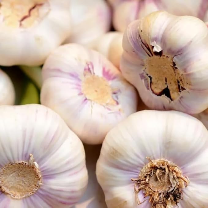 1 Pound Garlic for Planting in Fall Hardneck, 8-10 Music Garlic Bulbs for Planting, Fresh and High Yield Bulb Variety Pack, Hardy and Fast Growing