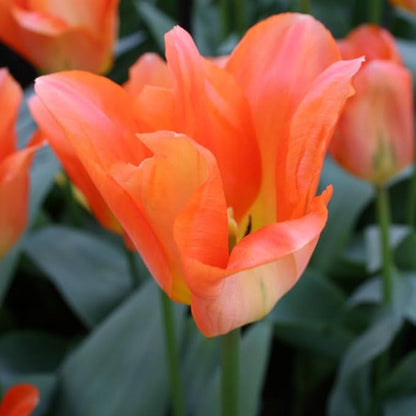 Orange Brilliant Fosteriana Tulip Flower Bulbs - 10 Bulbs per Pack - Good as Cut Flowers - Good for Indoor Forcing - Grows Well in Containers - Perennializing