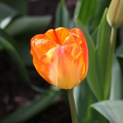 Orange Queen Darwin Hybrid Tulip Flower Bulbs - 10 Bulbs per Pack - Good as Cut Flowers - Easy to Grow Live Plants - Outdoor Flower Garden